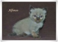 /album/alfonso/alfonso-5-hetes-003-jpg/